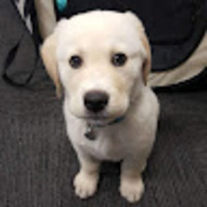 Meet your Posher, Sapphire